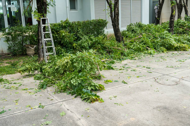 Best Palm Tree Trimming  in Montara, CA